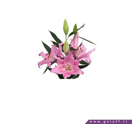 گل لیلیوم اورینتال ایوسکادی - Lilium oriental | گل آف